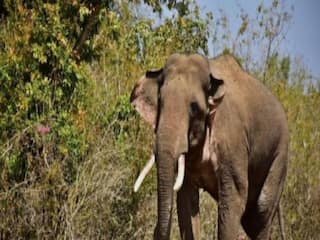 Hathi Ka Hamla: जंगली हाथी के हमले में बुजुर्ग महिला की मौत, लोगों ने खूब किया प्रदर्शन