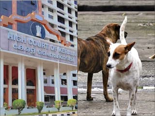 आवारा कुत्तों से ज्यादा इंसानों की जान कीमती, जानें- केरल हाईकोर्ट ने क्यों की ये टिप्पणी?