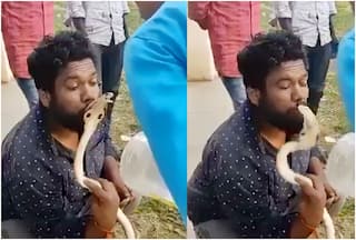 'Venomous Kiss': Man Kisses King Cobra Then Snake Does This     | Video