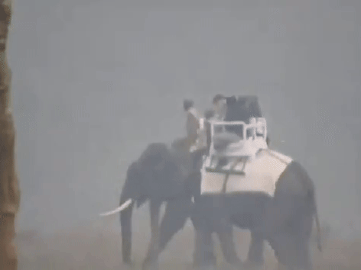 Watch: PM Modi Visits Kaziranga National Park In Assam, Enjoys Elephant Safari
