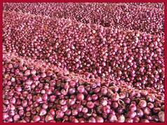 Centre Permits Export of Onion To Bangladesh And UAE But With THESE Riders