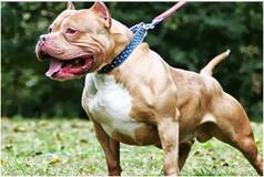 PITBULL ATTACK: 7-Year-Old Girl Injured In Attack By Pet Dog In Delhi