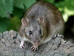 'Junkie Rodents': Rats Ate 19 Kg Bhang, Marijuana From Warehouse; Jharkhand Cops To Court