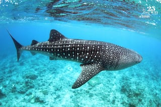 WTI And Gujarat Forest Department Tag Tenth Whale Shark With Satellite