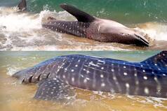 Five Whale Sharks Rescued In Four Days By Kerala Fishermen, Wildlife Trust of India