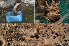 Golden Jackal Safely Rescued From Open Well By Wildlife SOS And Maharashtra Forest Department