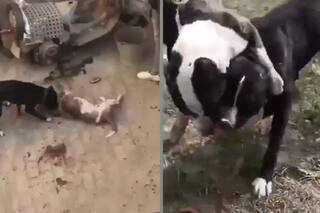 Dog Eat Dog In Ghaziabad; Pitbull Made To Assault Stray Dogs For Shooting Reels: WATCH VIDEO