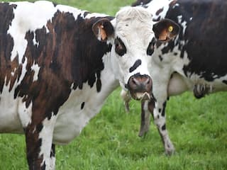 H5N1 Bird Flu Found In Milk For First Time In 'Very High Concentrations', WHO Issues Warning