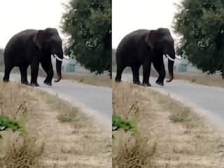OMG! खेत में काम कर रहे किसान पर जंगली हाथी का हमला, कुचलकर मार डाला