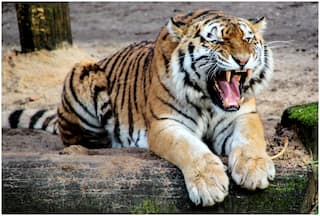 Tigers Turn 'Sadhus': Fast On Saturdays At This Zoo, But Why?