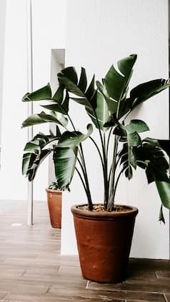 7 Vastu-Approved Plants to Attract Prosperity and Happiness