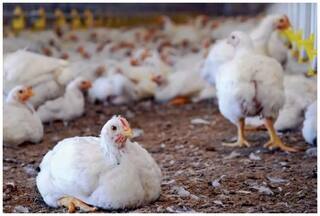 WHO Confirms World's First Human Death From H5N2 Variant Bird Flu in Mexico