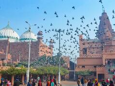 Krishna Janmabhoomi-Shahi Idgah Dispute: Nature Of Waqf Board To Encroach, Hindu Side Tells Allahabad HC