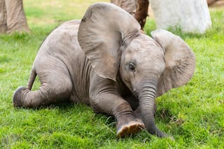 Baby Elephant Bani, Paralyzed In Train Accident, Receiving Specialised Acupuncture, Ayurveda Treatments