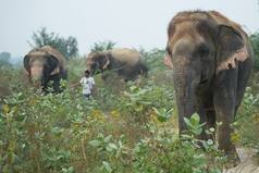 Rescued Elephants Transform Sanctuary Into Biodiversity Haven