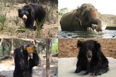 Rescued Elephants And Bears Beat The Heat With Style