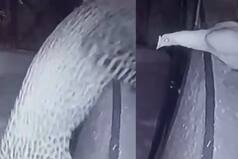 Leopard Proves Why It Is Called 'Ghost': Watch Video