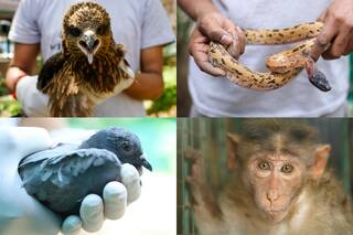 Wildlife SOS Intensifies Rescue Efforts As Severe Heatwave In Delhi Endangers Urban Wildlife