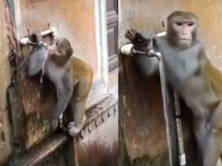 Viral Video: बंदर की ये समझदारी देख सोशल मीडिया भी हैरान, वायरल हो रहा वीडियो