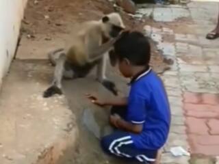 Funny Video: लंगूर और बच्चे की ये हरकत देखकर हंसी नहीं रुकेगी, सोशल मीडिया पर जमकर हो रहा Viral