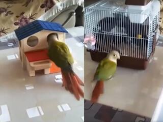 Viral video: कभी पिंजड़े में बंद कर देता तो कभी गोल-गोल घुमा देता, तोते की बदमाशियों से परेशान हुआ चूहा | देखें वीडियो