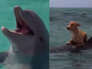 Trending Video: डॉल्फिन की पीठ पर संमदर की सैर करता दिखा कुत्ता, बार-बार देखा जा रहा वीडियो