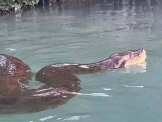 Anaconda Ka Video: विशालकाय एनाकोंडा के साथ तैरता दिखा शख्स, देखते ही हिल गई जनता | देखें वीडियो