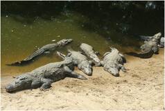 Karnataka SHOCKER: Mother Throws Disable Son In Crocodile Infested River, Know The Horrific Tale