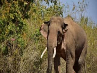 OMG! घर से बाहर निकलते ही बुजुर्ग पर हाथी का हमला, डॉक्टरों ने मृत घोषित किया