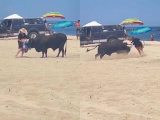 Animal Attack Video: खाना देने गई महिला पर सांड ने कर दिया अटैक, आगे जो हुआ अंदर तक हिल जाओगे | देखें वीडियो