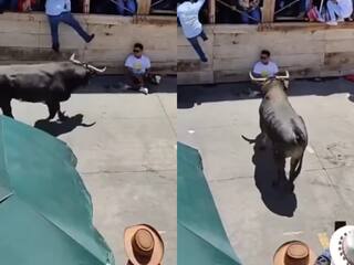 Wild Animal Video: सांड ने किया अटैक मगर फिर भी शांत रहा बंदा, आगे जो हुआ जानवर ही हिल गया | देखें वीडियो