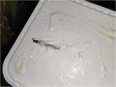 Noida Resident Finds Centipede in Amul Ice Cream Ordered Online