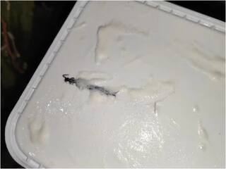 Noida Resident Finds Centipede in Amul Ice Cream Ordered Online