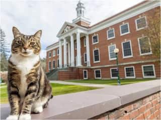 Whiskers and Wisdom: Meet Max, World's Only Cat with a PhD