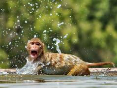 Heatwave Mayhem: 32 Wild Monkeys Drown While Quenching Thirst In Jharkhand Irrigation Well