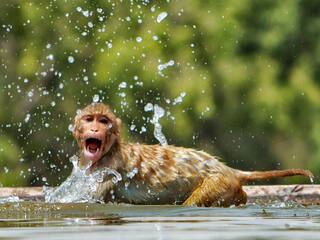 Heatwave Mayhem: 32 Wild Monkeys Drown While Quenching Thirst In Jharkhand Irrigation Well
