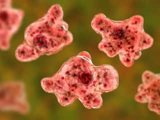 'Brain-Eating Amoeba': 12-Yr-Old Kozhikode Boy Found Positive, 3rd Case In Kerala