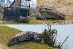 World Crocodile Day: A Fight Against All Odds To Save And Preserve These Magnificent Reptiles