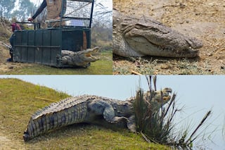 World Crocodile Day: A Fight Against All Odds To Save And Preserve These Magnificent Reptiles