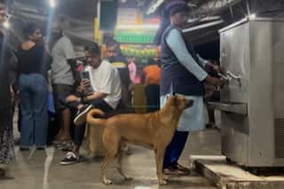 Thirsty Dog Served Water By Woman, Wins Hearts: Watch Viral Video
