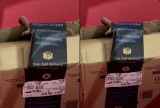 Slithering Surprise! Bengaluru Couple Finds Cobra In Xbox Package From Amazon