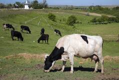Gassy Cows And Pigs Will Face Carbon Tax In Denmark, A World First