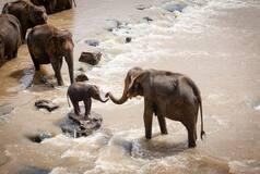 Like Humans, Elephants Have Names And They Use Them To Call Each Other, Study Finds