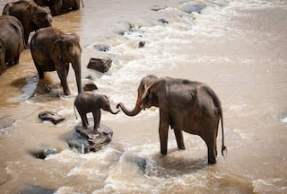 Like Humans, Elephants Have Names And They Use Them To Call Each Other, Study Finds