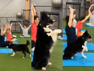 Yoga Ka Video: योगा करने की जिद पर अड़ गया डॉगी, लाख भगाया मगर अंत तक डटा रहा | देखें वीडियो