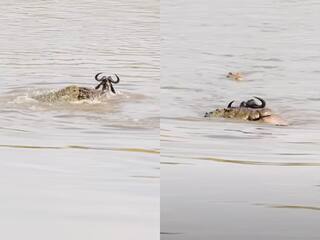 Magarmach Ka Video: चुपचाप नदी में नहाने गया था जानवर, तभी काल बनकर टूट पड़े 3 मगरमच्छ | देखें वीडियो