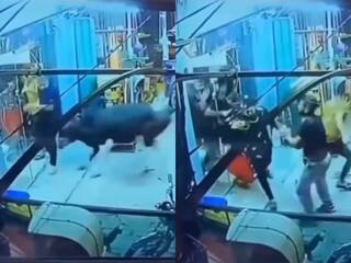 Wild Animal Video: बंदे को दौड़ाते हुए सैलून में जा घुसा सांड, फिर जो हुआ आंखें फटी रह जाएंगी | देखें वीडियो