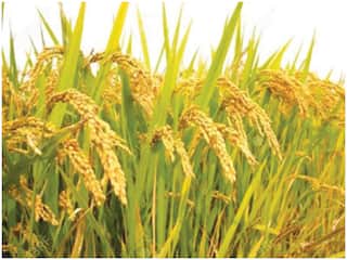 Kharif Crop MSP Hike:  कई राज्यों मे विधानसभा चुनावों से पहले सरकार ने बढ़ाया खरीफ फसलों का MSP