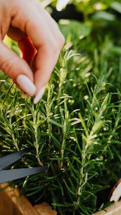 Top 7 Health Benefits Of Rosemary You Never Knew