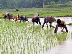 Telangana Govt’s Farm Loan Waiver Scheme To Benefit 70 Lakh Farmers: All You Need to Know